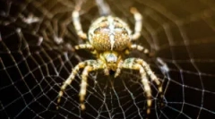 Spider cross: značajke i opasnost za muškarca